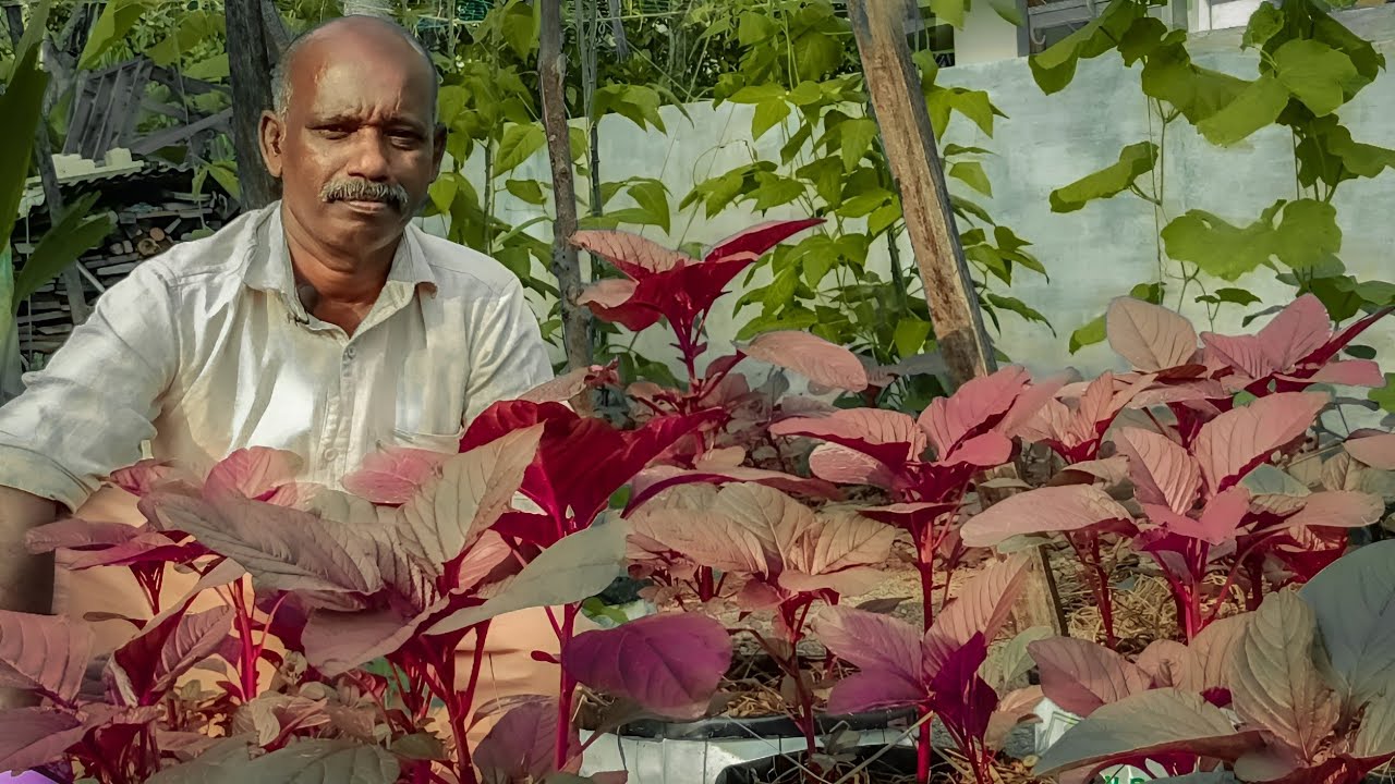 ചീര തഴച്ച് വളരാൻ 5 ദിവസം കൂടുമ്പോൾ ഈ വളം ചെയ്താൽ മതി | Cheera Krishi Malayalam | Spinach Cultivation