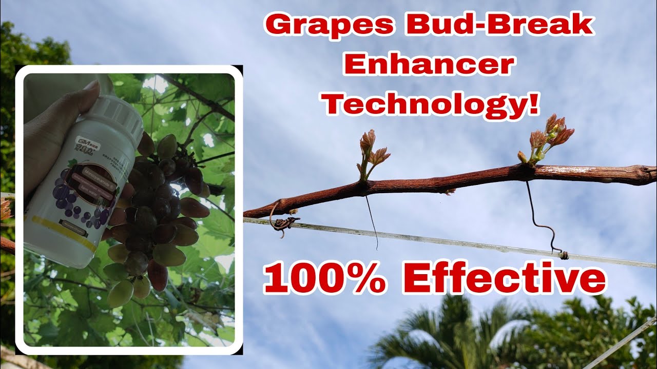 How To Use Grapes Bud Break Enhancer Technology! 🍇
