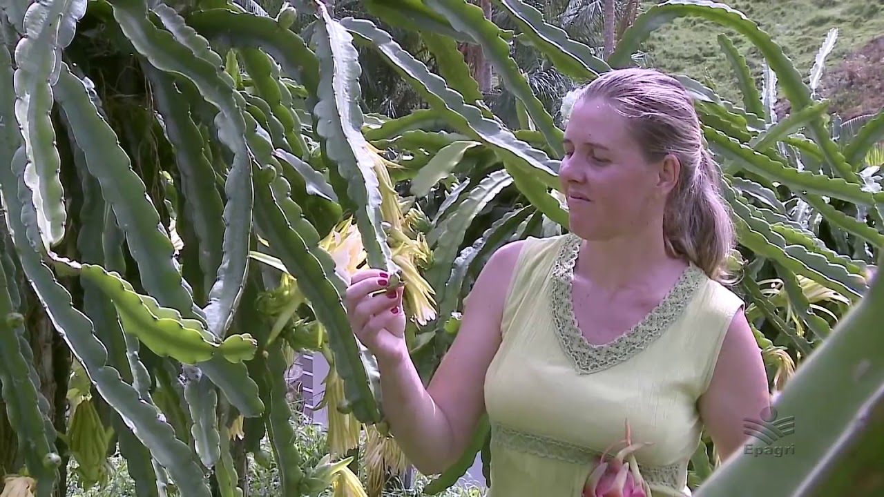 Produção de pitaya no sul de SC!