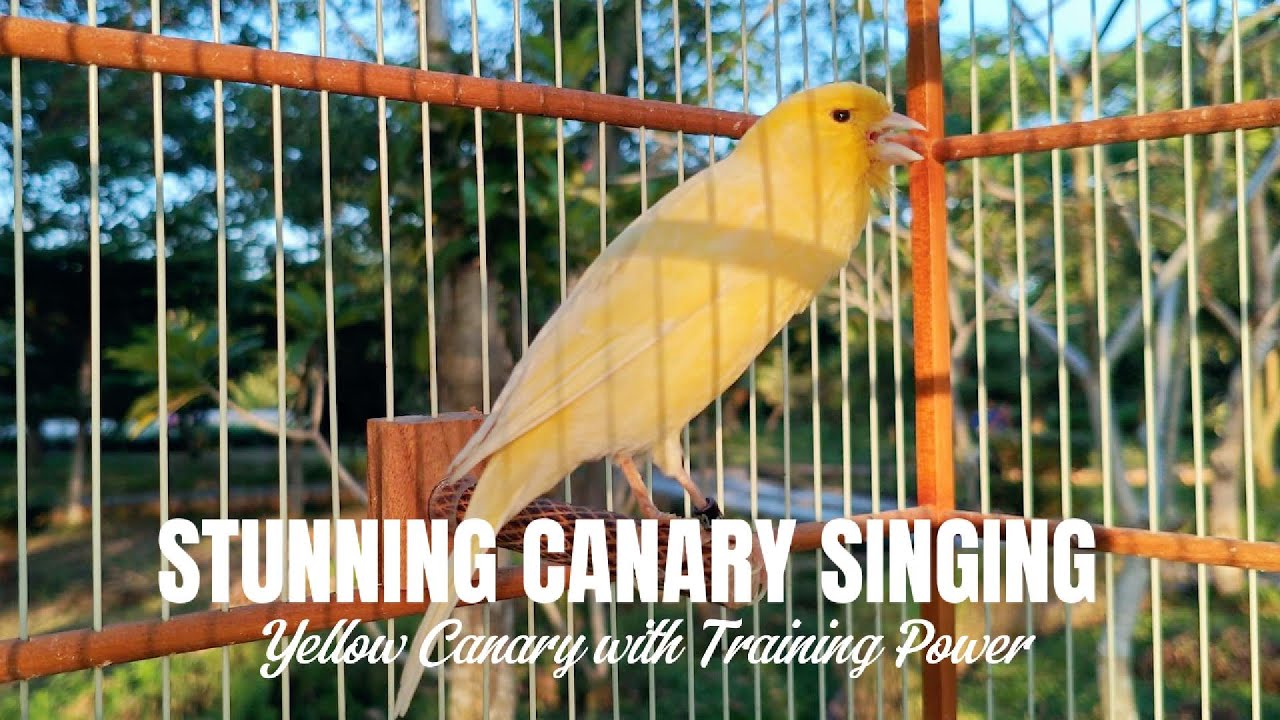 Stunning Canary Singing &ndash; Yellow Canary with Training Power
