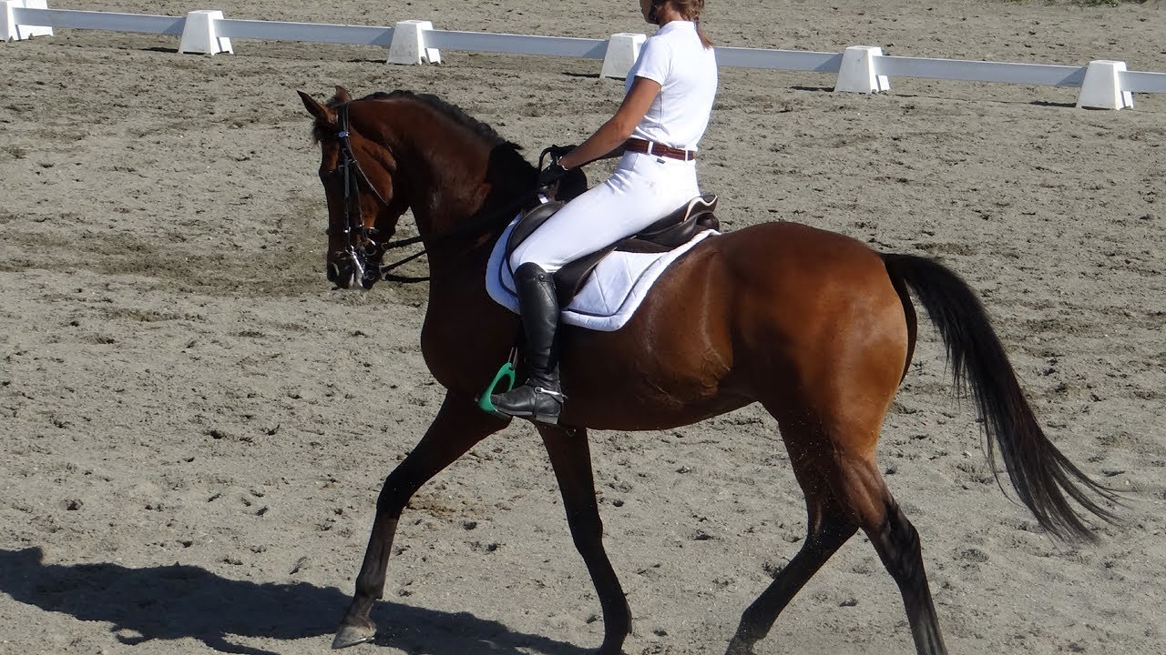 Dressage - Club 1 Libre - Pensée d'Avril