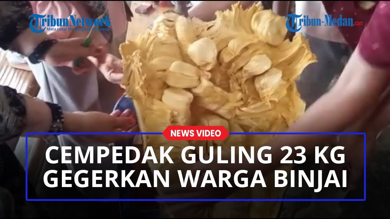 Cempedak Guling 23 Kilogram Tumbuh di Binjai, Dipamerkan dan Disantap Beramai-Ramai
