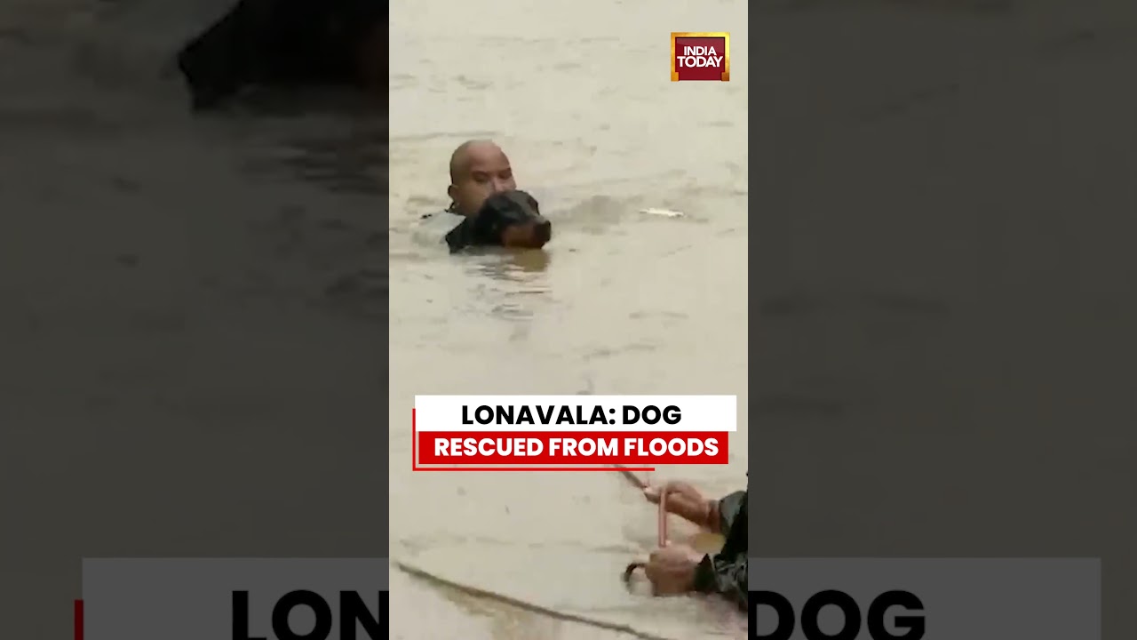 Heartwarming Rescue: Dog Saved From Floodwaters In Maharashtra's Lonavala | #flood #dogrescue #dog