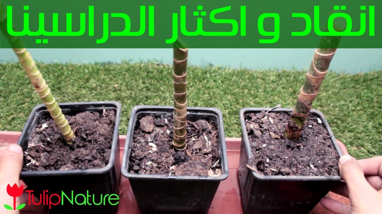اكثار نبتة الدراسينا الداخلية 1