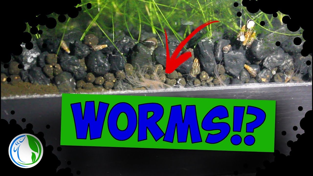 WORMS IN MY FISH TANK!!!! OLIGOCHAETA !!