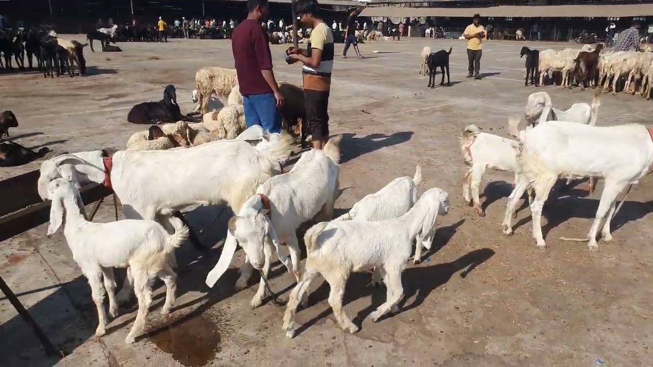 SACHIN BAKRA MANDI I SURAT BEST MANDI