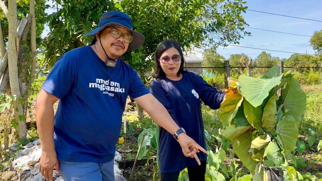 KIKITA ng 1.3 MILLION sa Simpleng TARO, Kahit Saan Tutubo, Minimal na Alaga, Wala halos Gastos
