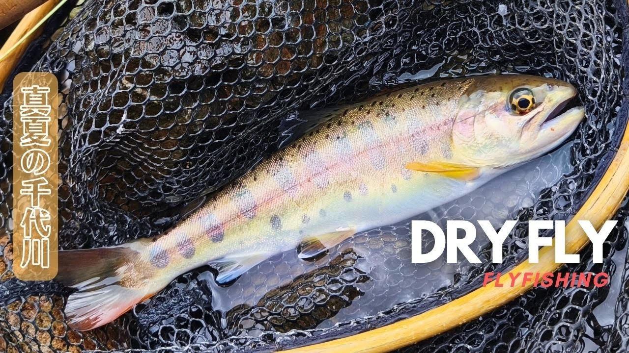 🔥真夏の千代川でドライフライ勝負！イワナ・ヤマメは釣れるのか？【鳥取渓流釣行】🎣