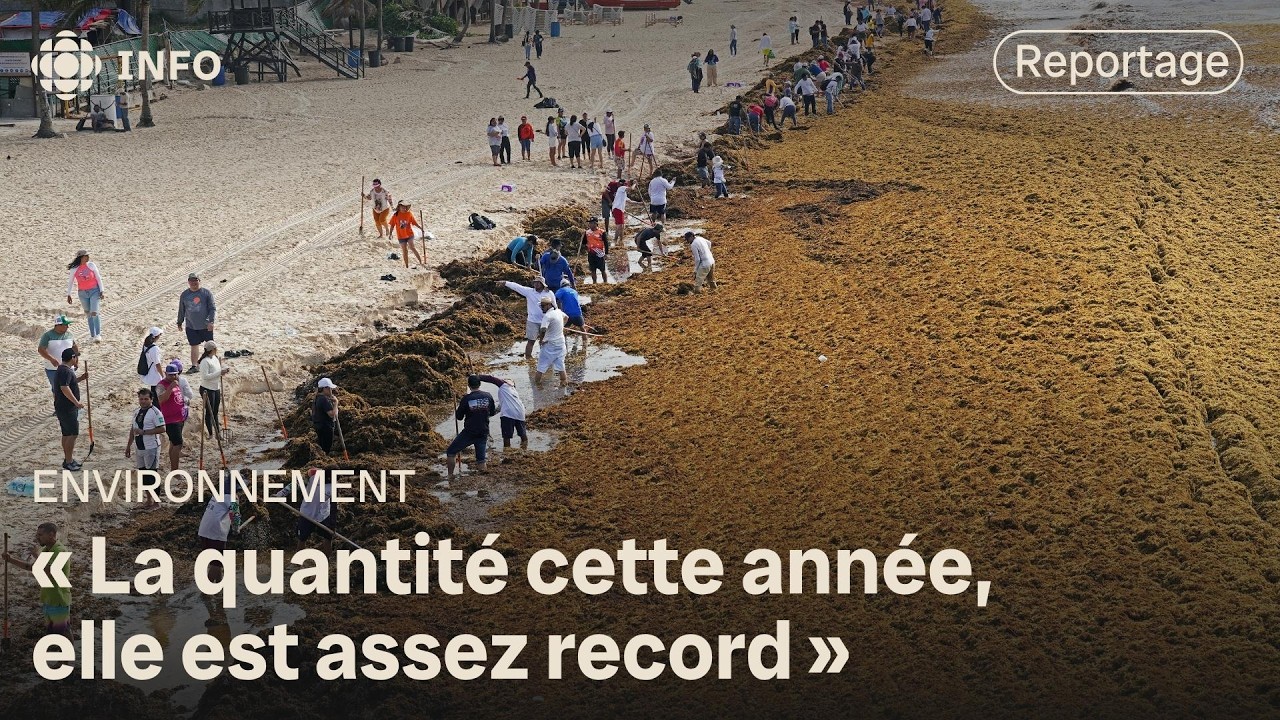 Les sargasses, des algues brunes nauséabondes, envahissent les Caraïbes