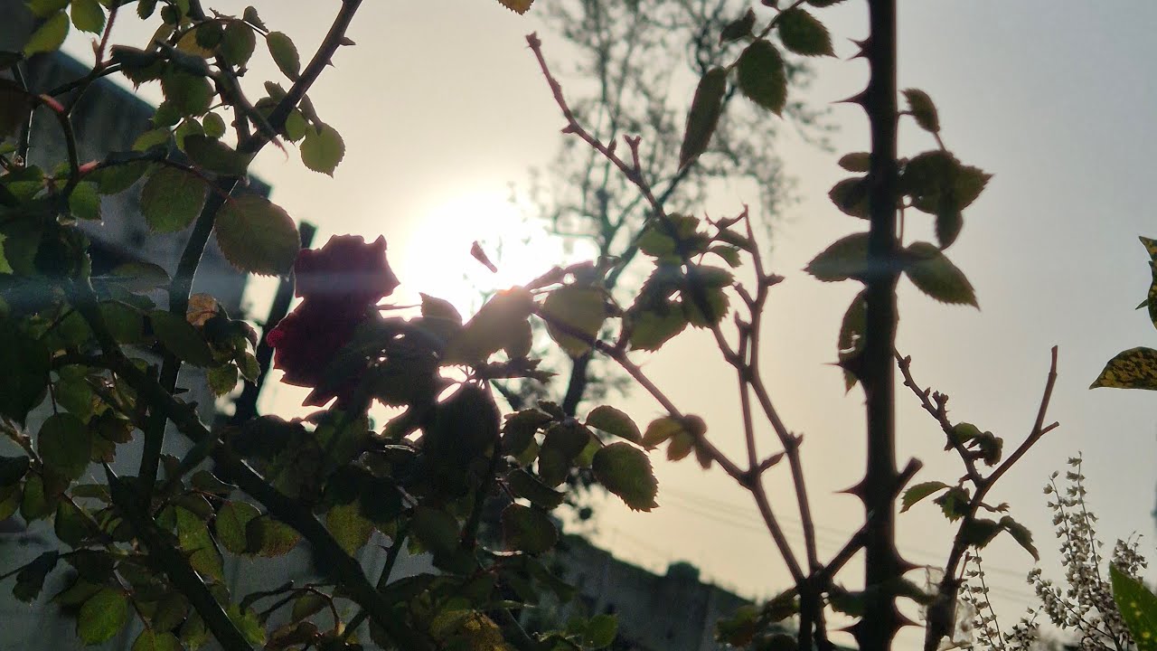 Good morning