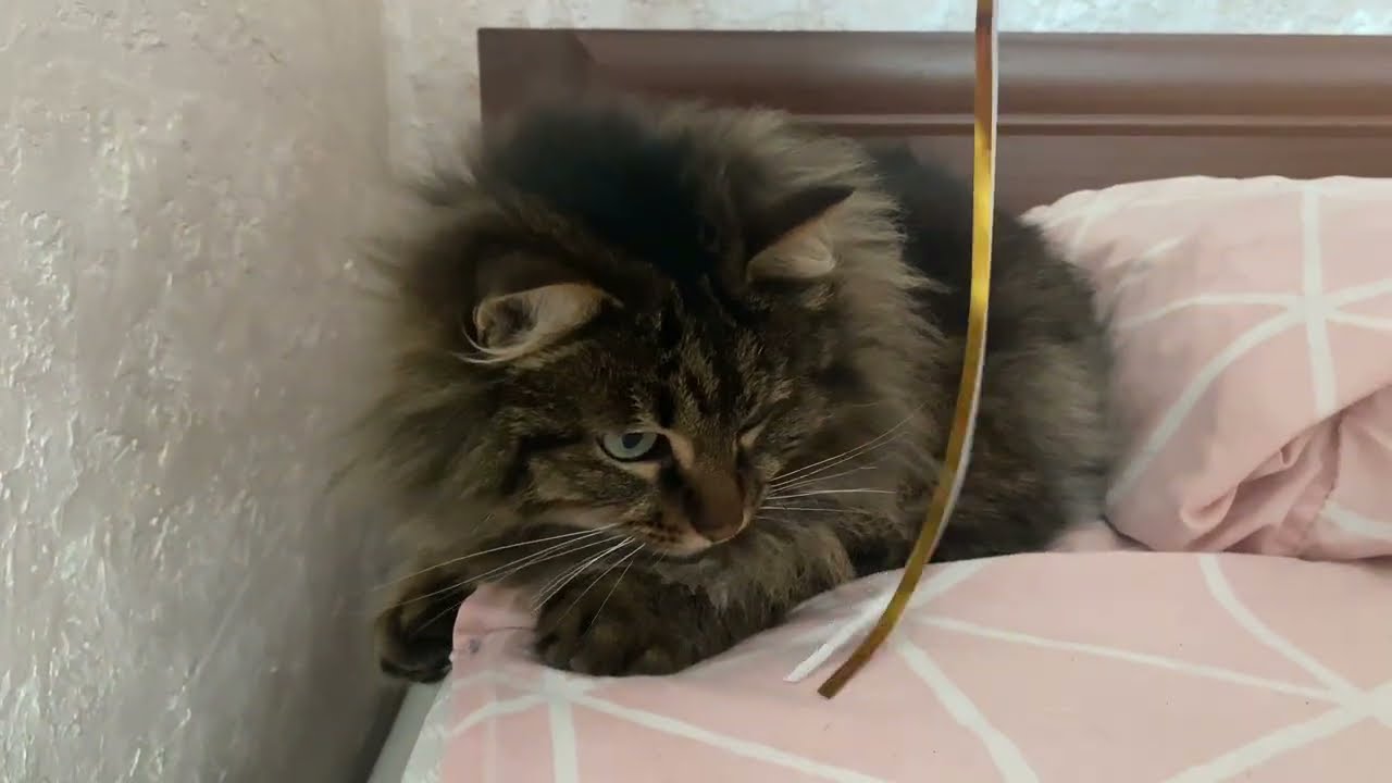 7 серія. Котячий ранок без фільтрів: гра, догляд і смаколики