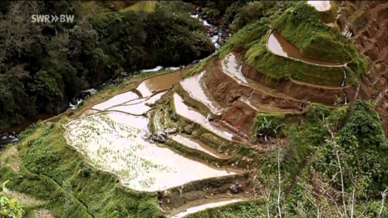 Philippinen   Reis für die Zukunft Reportage über die Philippinen