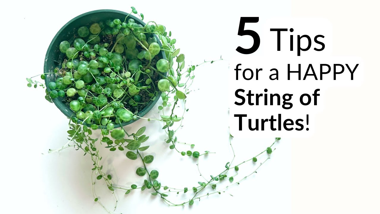 Grow a full and thriving string of turtles 🐢🌱 5 Easy tips!