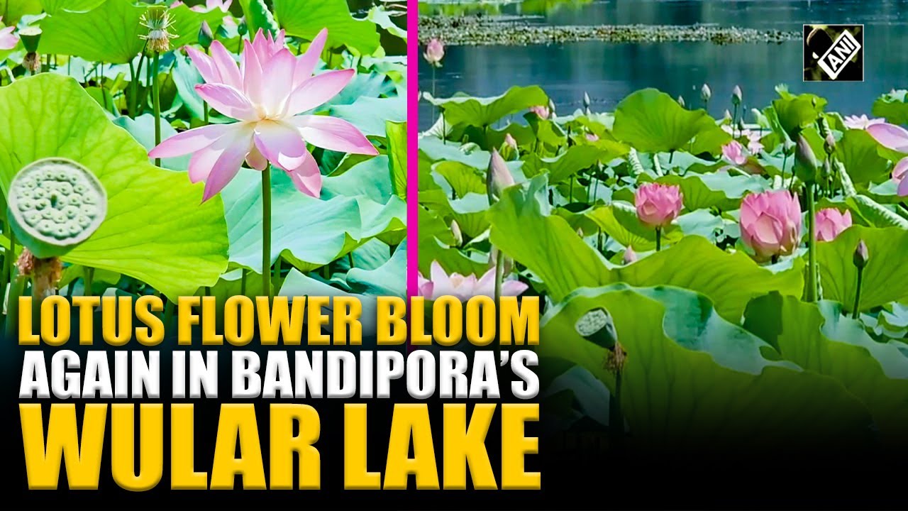 Wular Lake sees return of lotus flower after 25 years in North Kashmir&rsquo;s Bandipora