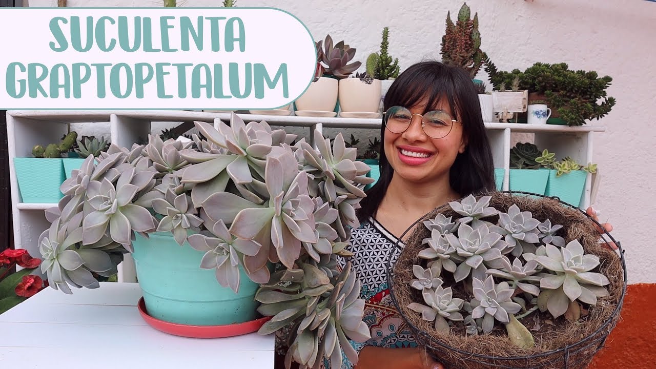 Cómo cuido la suculenta Graptopetalum Paraguayense | Candy Bu