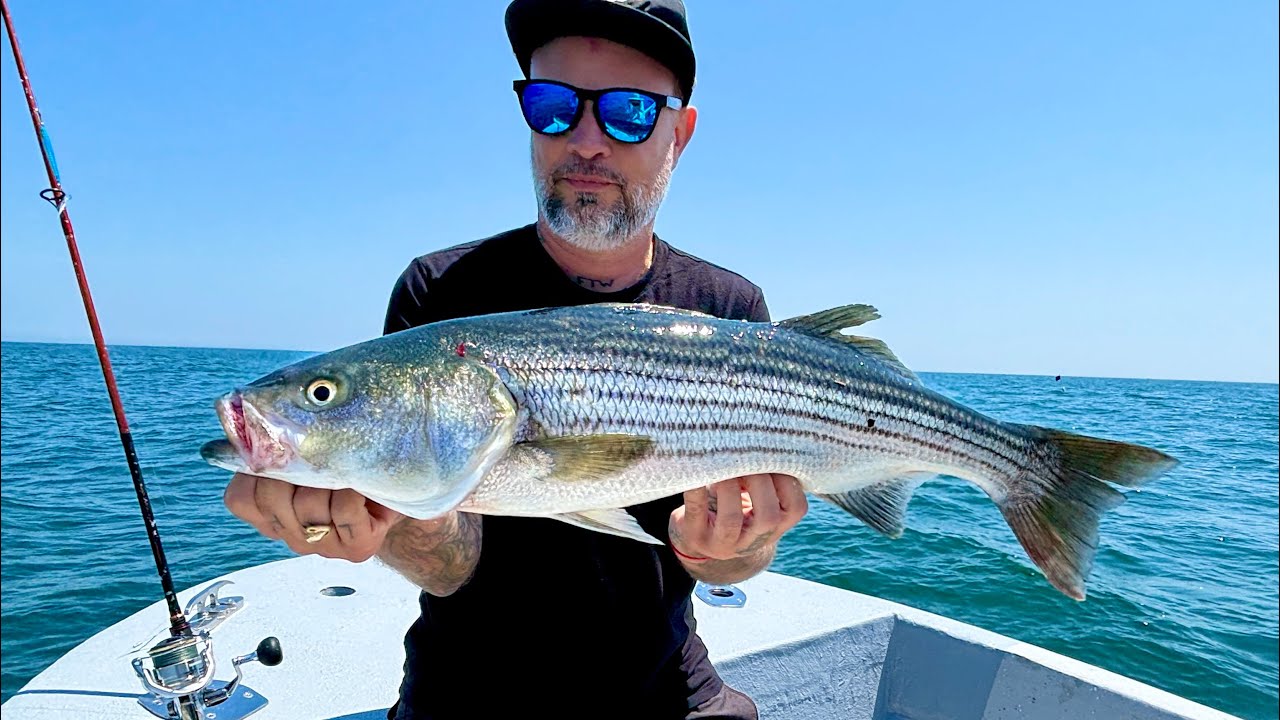 NO RIVALS | The Fish That Defines LONG ISLAND