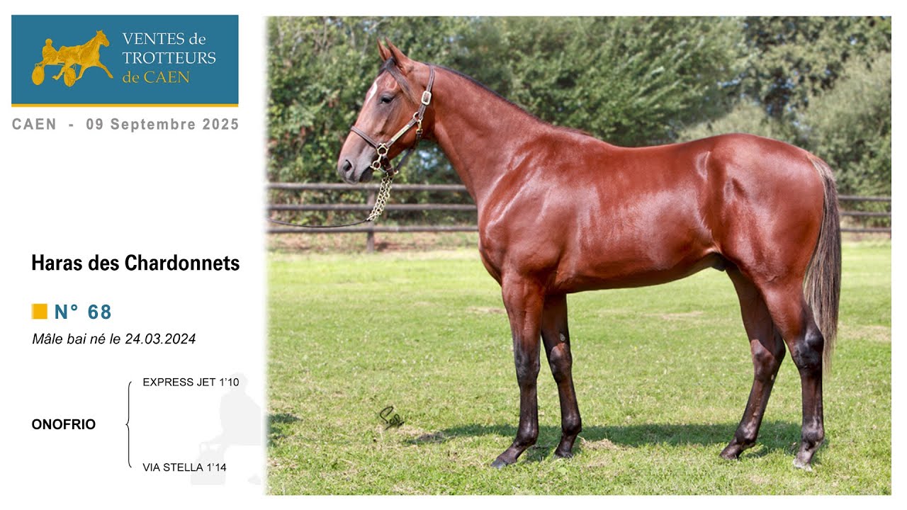 Ventes De Caen 2024 - N° 68 Onofrio, M. né en 2023, / Express Jet, présenté / Haras Des Chardonnets