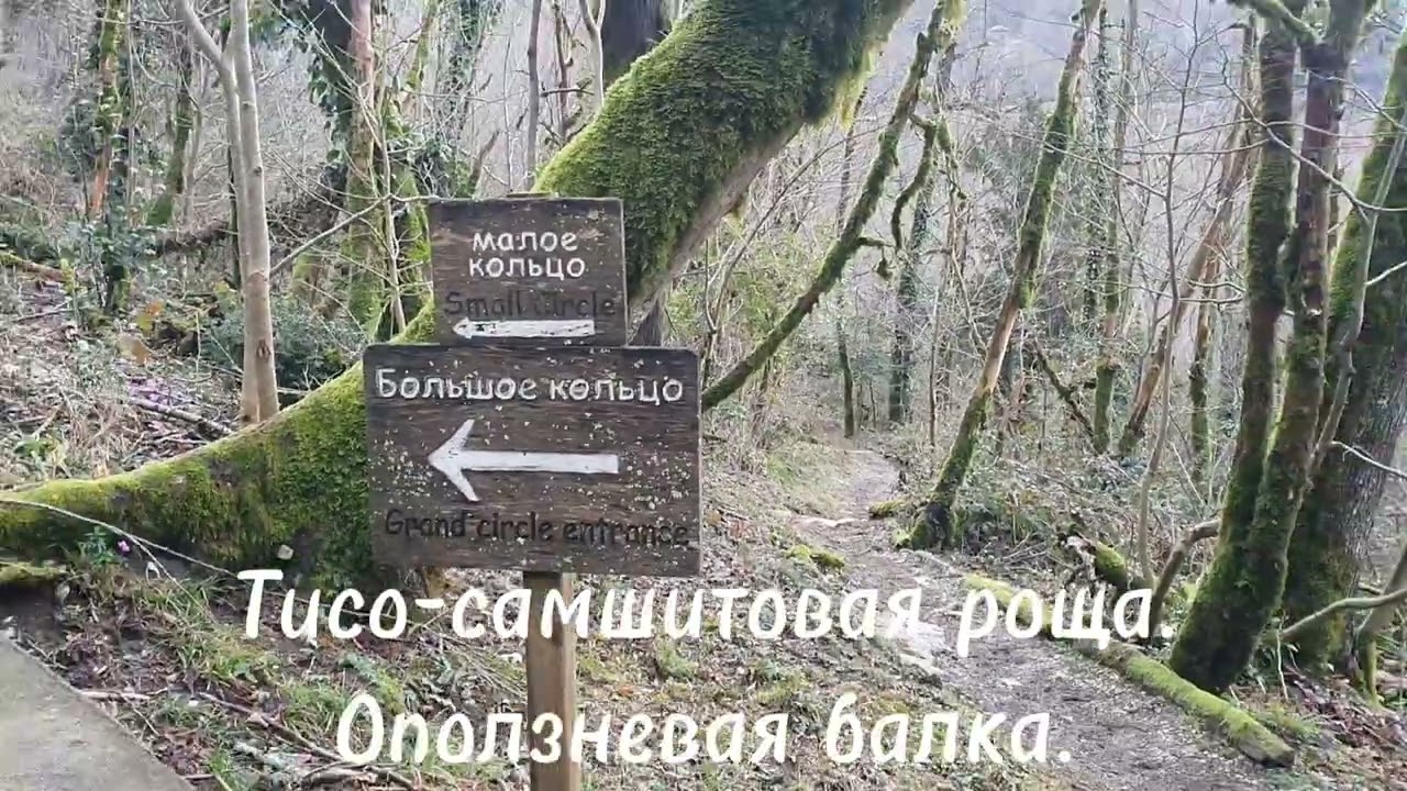 Оползневая балка — достопримечательность Тисо-самшитовой рощи. Роща расположена на склоне горы Ахун.