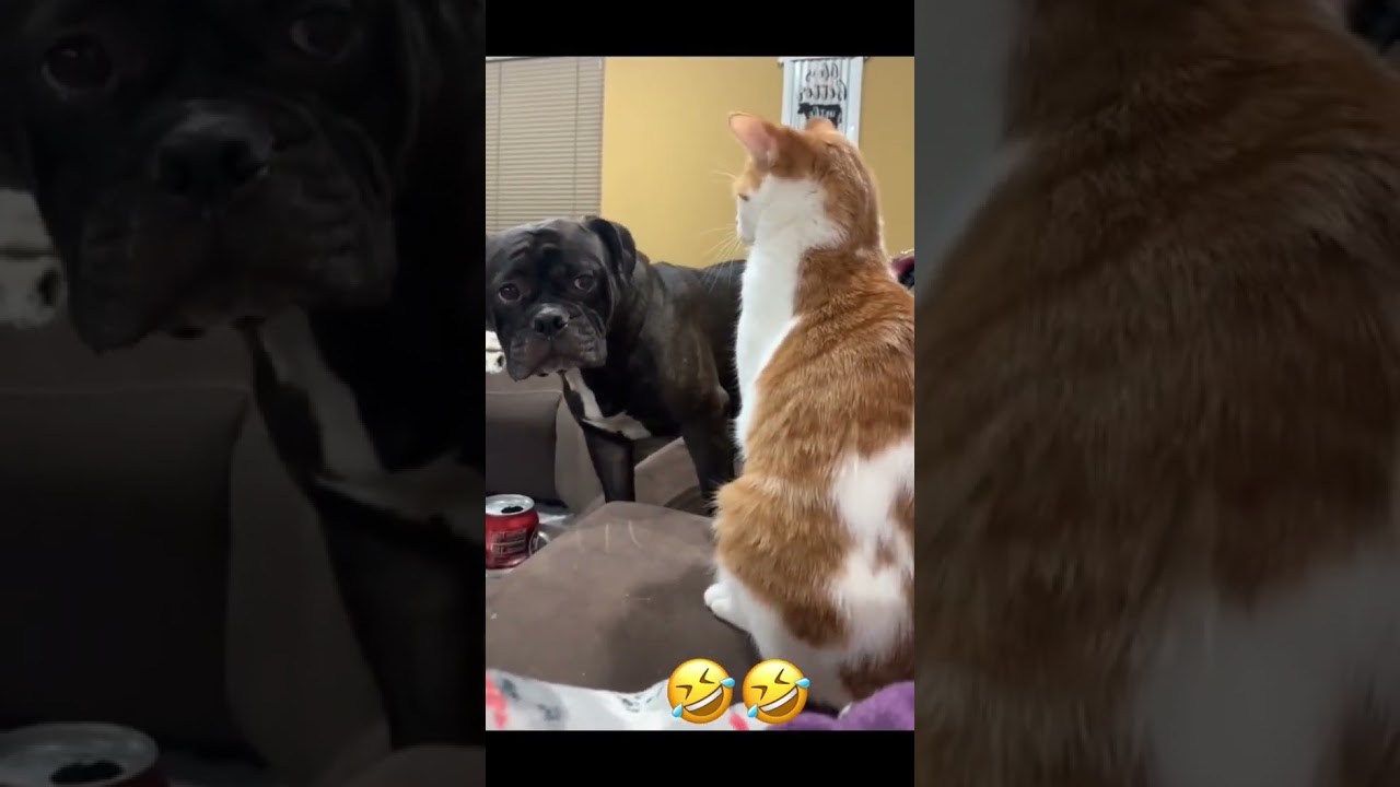 Funniest Animal video on the Internet  😆 | Funny Dog video🐕  