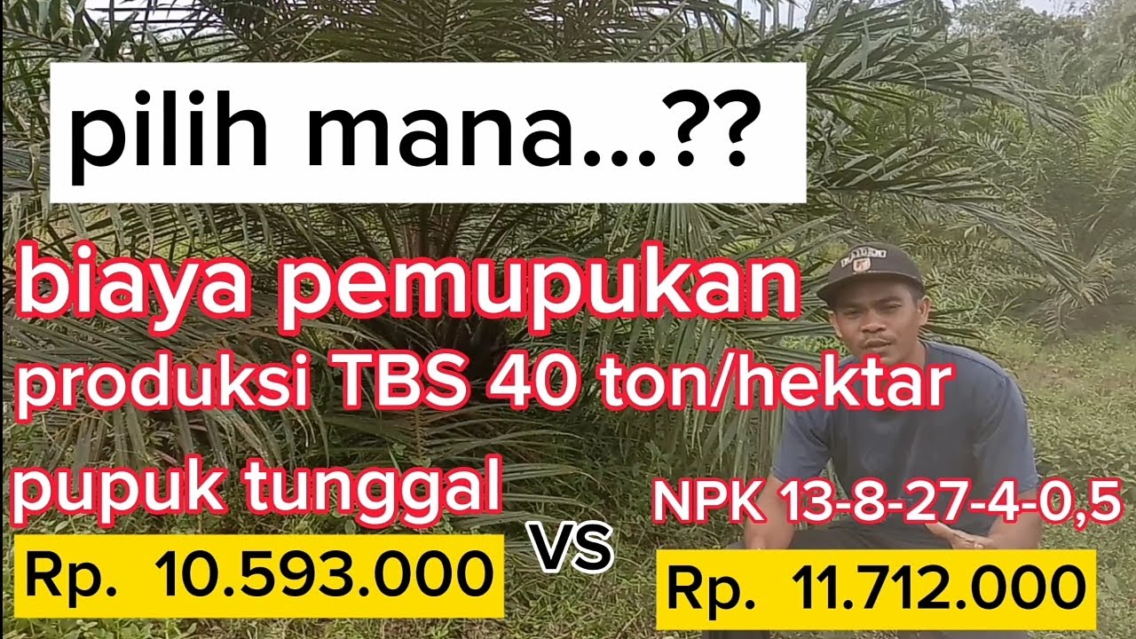 biaya pemupukan 40 ton TBS/hektar   npk 13-8-27 atau pupuk tunggal