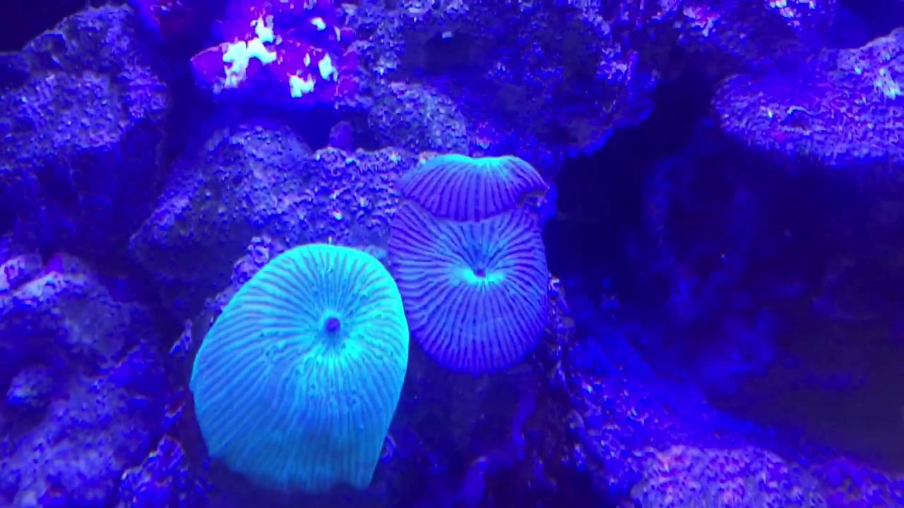 Natural sea water marine tank