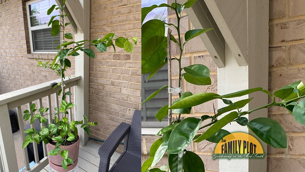 Will my orange tree I grew from seed ever have fruit?