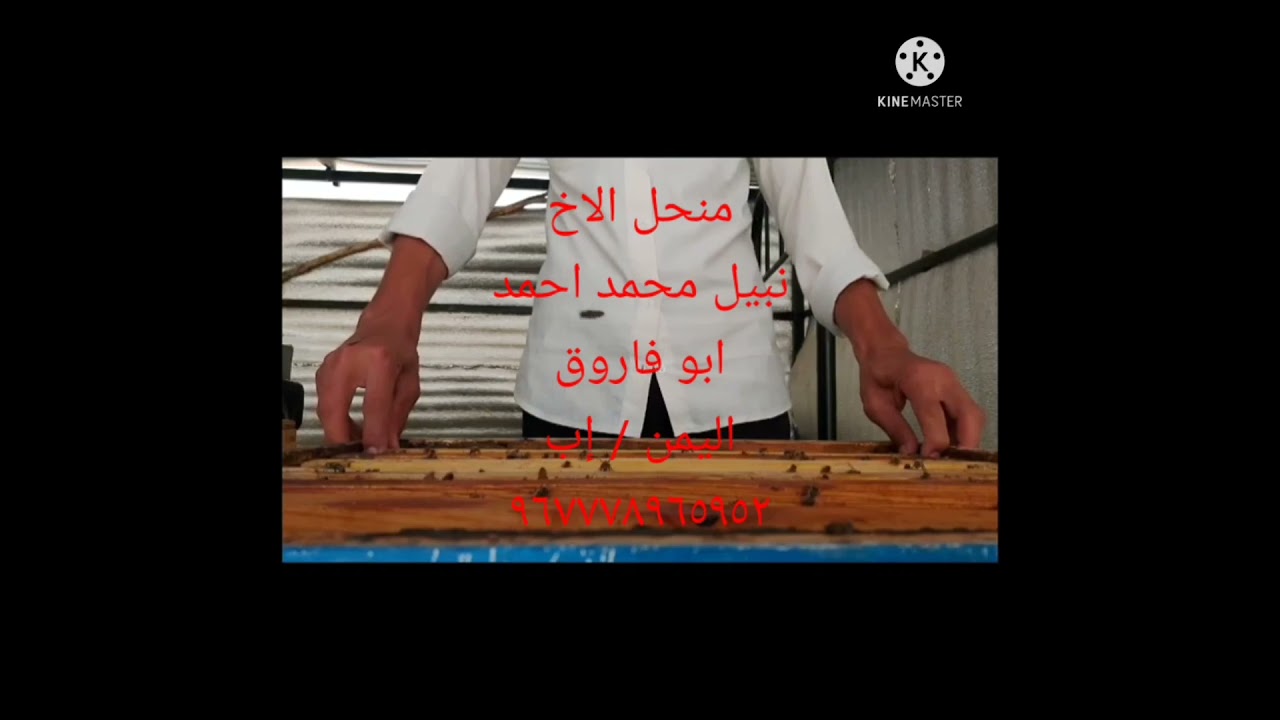 4أفهم لغة النحل