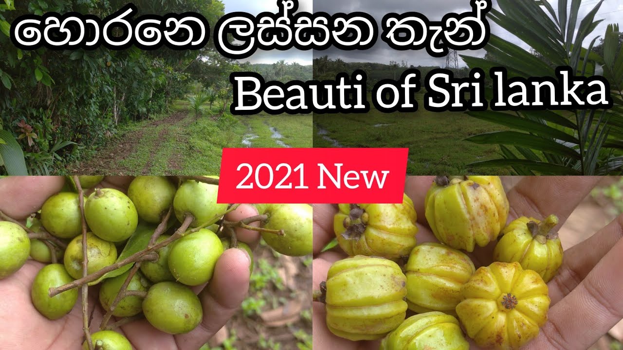 PORUWADANDA HORANA | poruwadanda horana | හොරනෙ ලස්සන පරිසරය | beauti of sri lanka