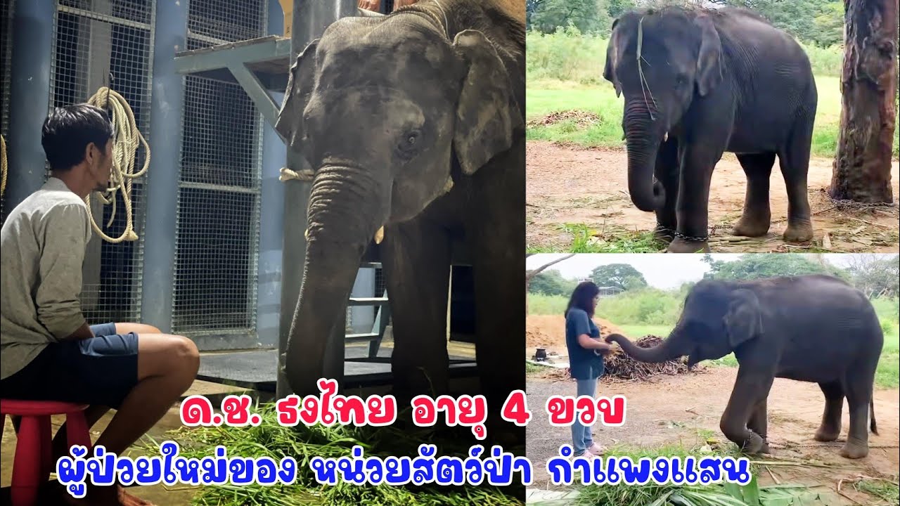น้องธงไทย อายุ 4 ขวบมีอาการซึม กินอาหารลดลง เจ้าของกลัวป่วยเป็นไวรัส จึงรีบพาน้องจากพัทยามากำแพงแสน