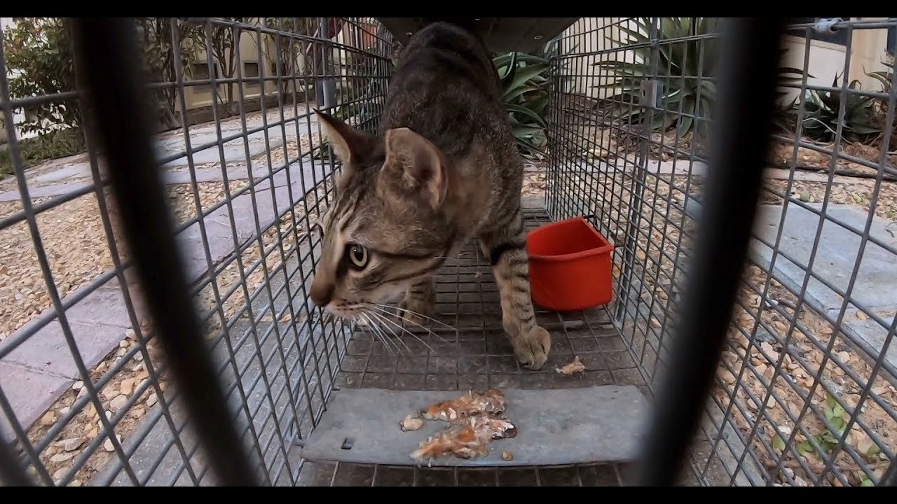 How TNR works... Trap Neuter Return