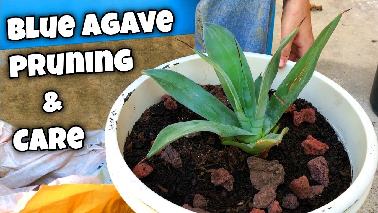 Blue Agave Care | Will agave plants survive a freeze? 💚🪴