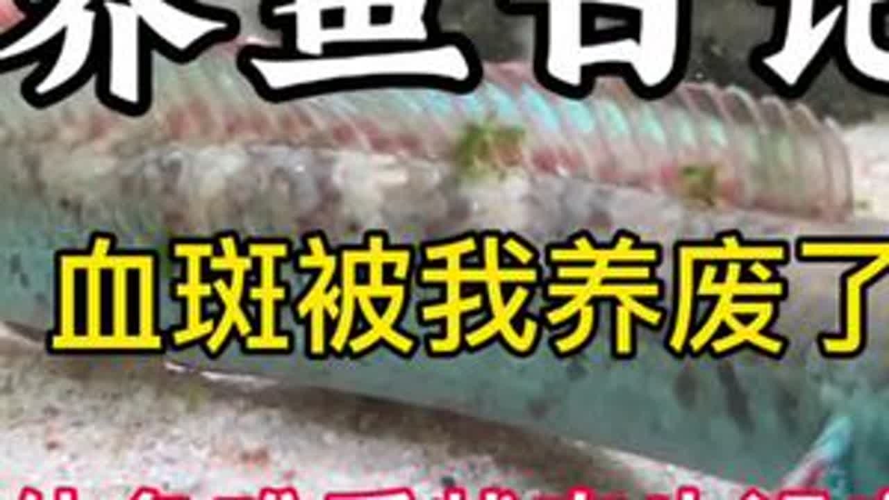 血斑雷龙被我养废了，体色难看，状态也没有了，就像新鱼到家一样#养鱼日记 #新手养鱼 #雷龙鱼 #鱼缸造景 #血斑一型雷龙