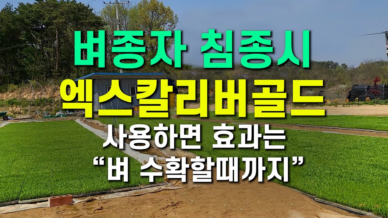 벼종자 침종시 엑스칼리버골드 사용하면 효과는 벼 수확할때까지