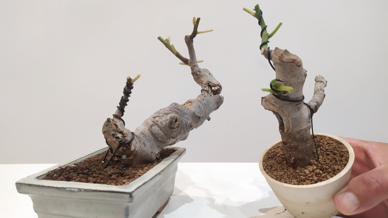 FICUS CARICIA! HIGUERA BONSAI ! MINIS!