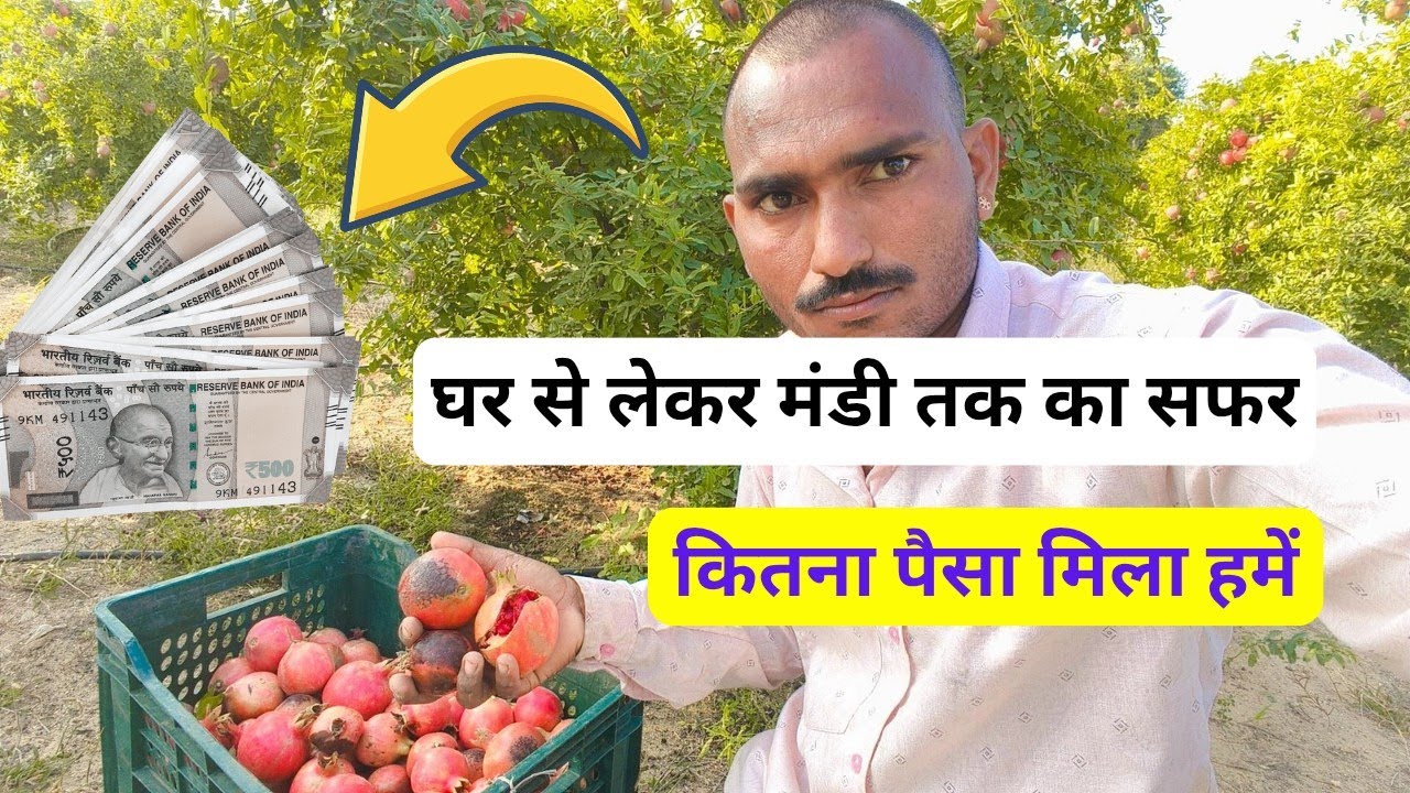 अनार की खेती: खेत से मंडी तक का सफर और हमारी कमाई | Pomegranate Farming and Market Price