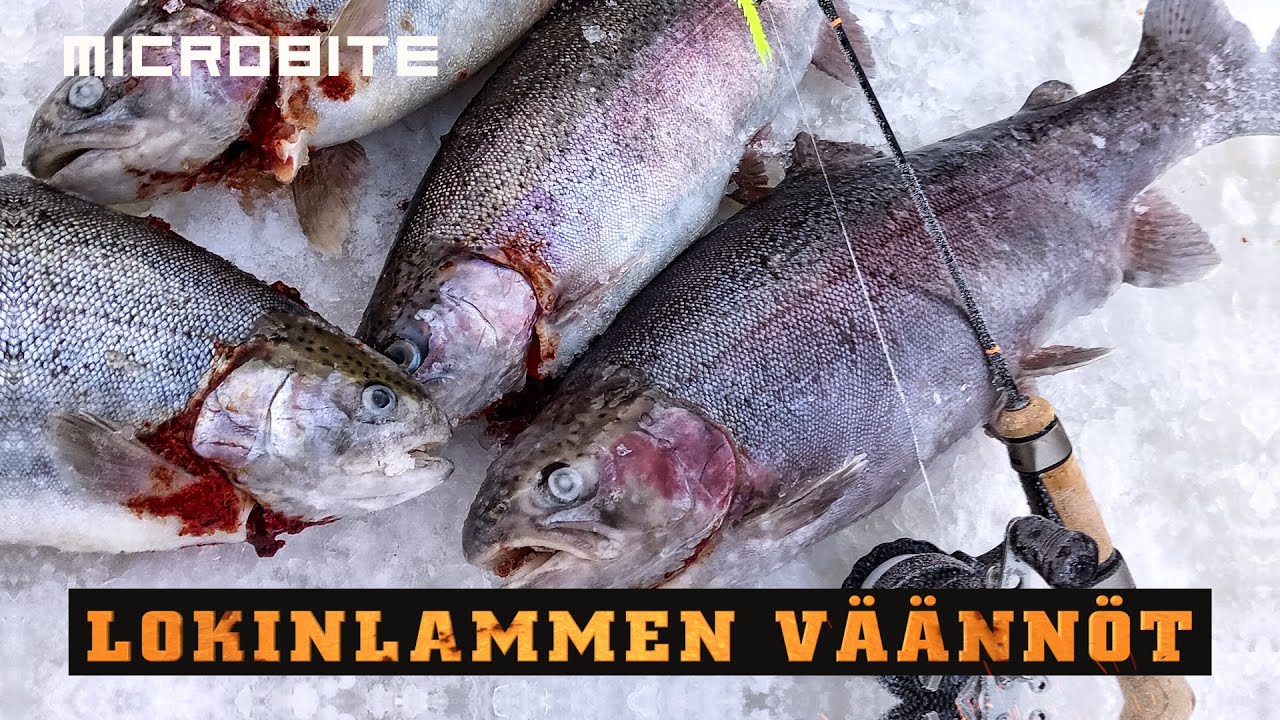 Etsitään kirjolohta Lokinlammelta