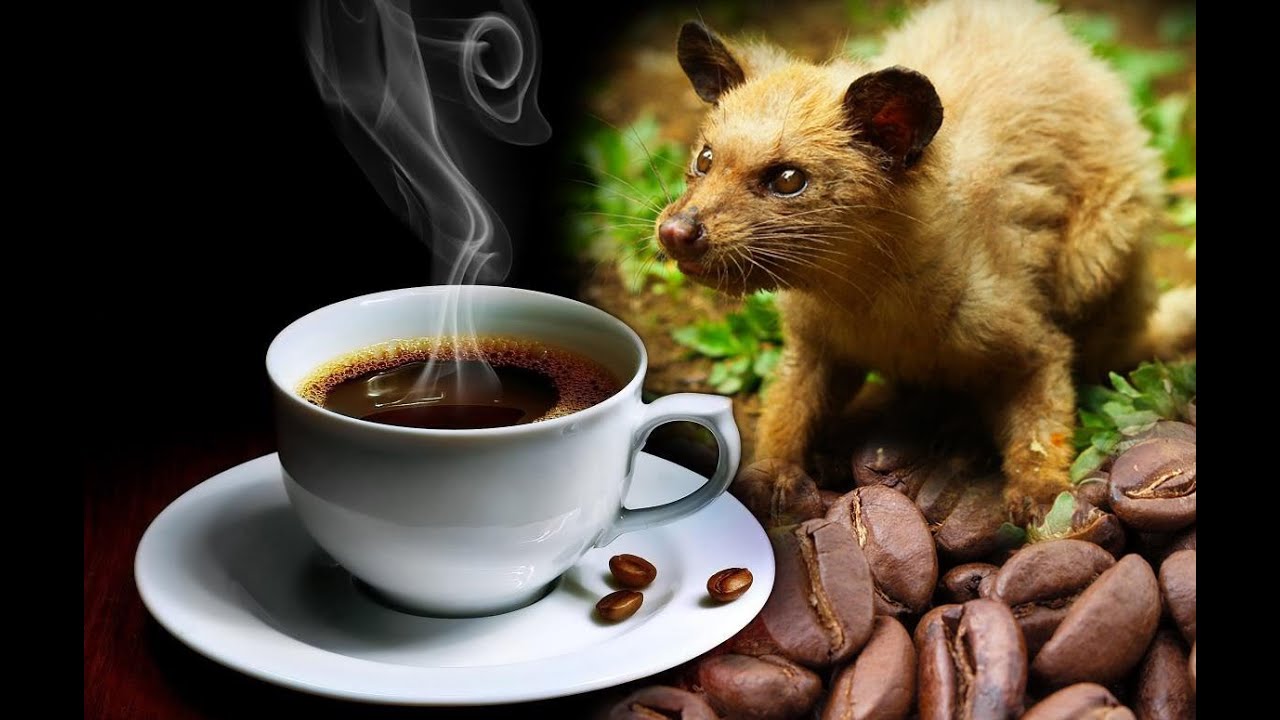 Hayvan Dışkısından D&uuml;nyanın En Pahalı Kahvesi : Kopi Luwak