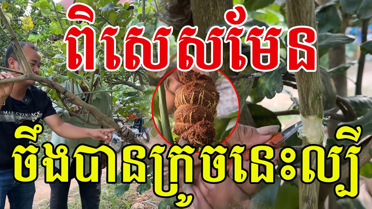 ពិសេសមែន ចឹងបានក្រូចនេះល្បី បច្ចេកទេសផ្សាំពូជក្រូចកោះទ្រង់