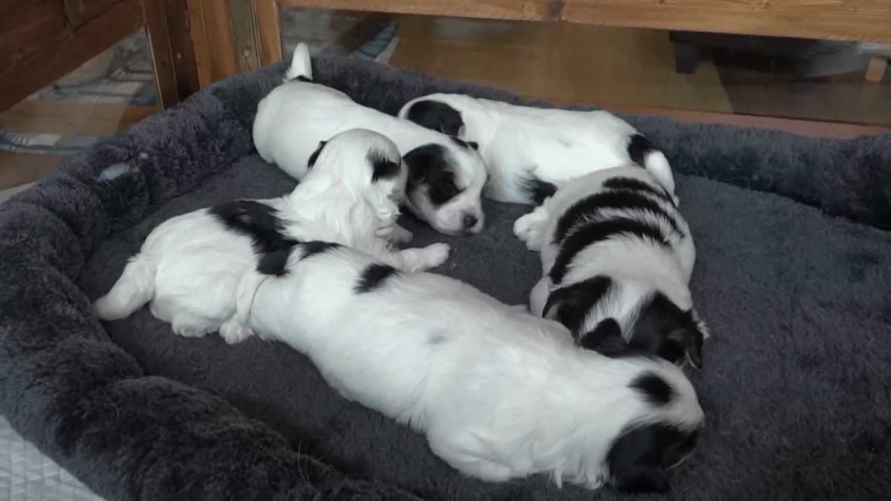 Boomer #  Malthezer X Biewer Yorkshire Terriër Pups, speciaal voor Iris
