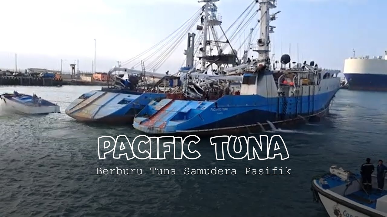Berburu Tuna Samudera Pasifik - PACIFIC TUNA