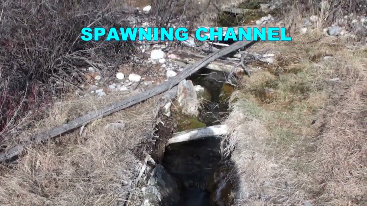JANUARY TROUT EMERGENCE 2026