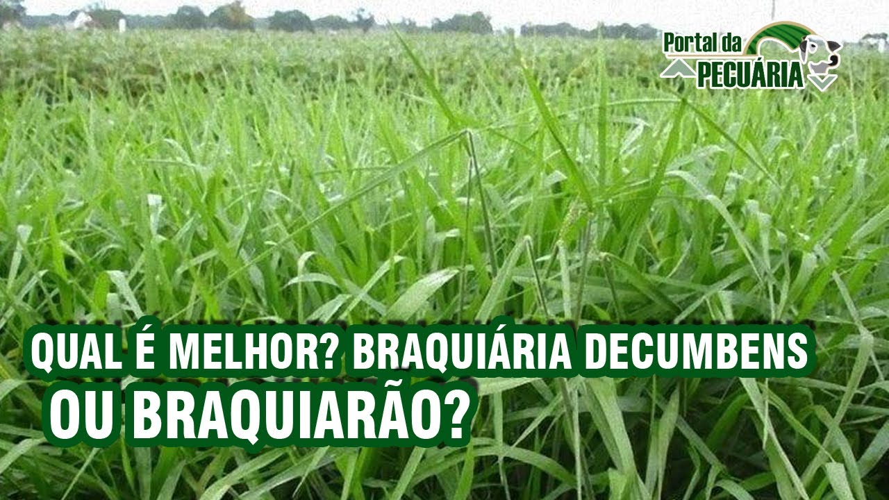 Qual é melhor? Braquiária decumbens ou Braquiarão?