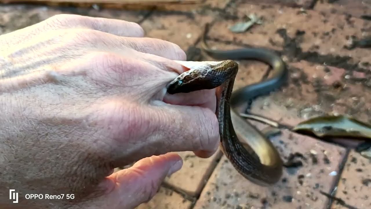 Brown House Snake in ultra defence mode