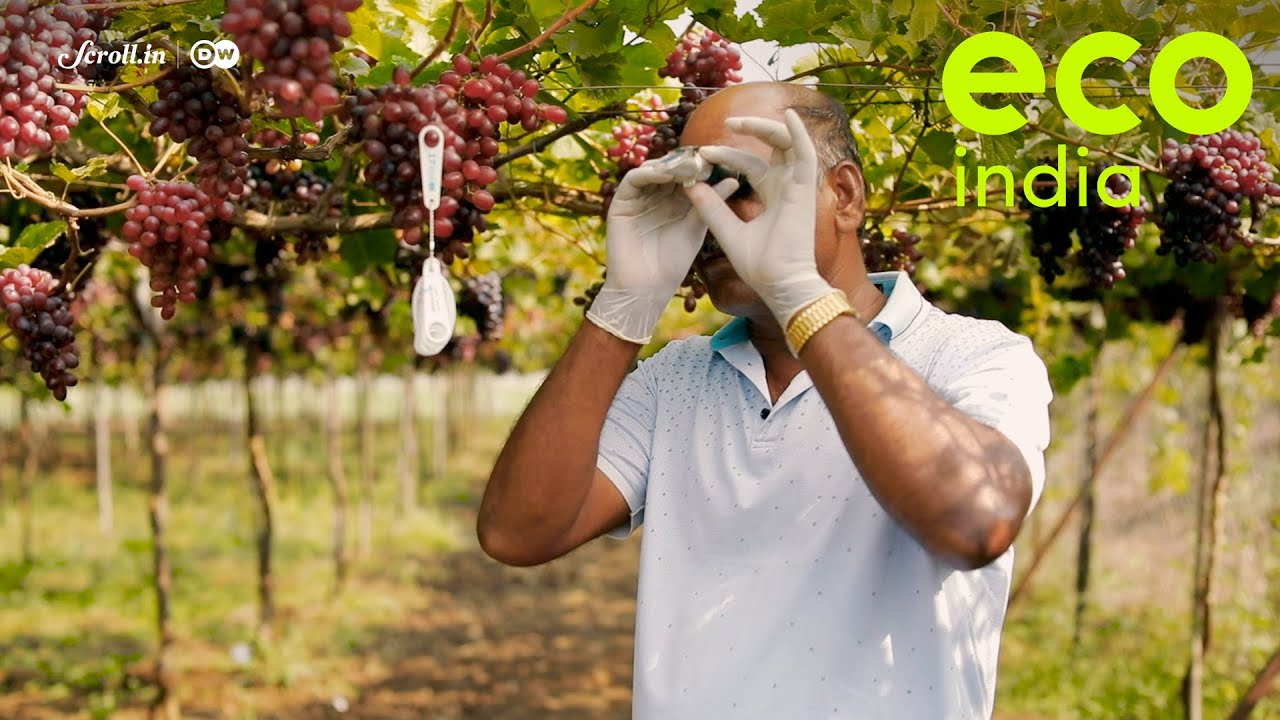 Eco India: Nashik's grape growers preventing chemical overuse for their share in the export market