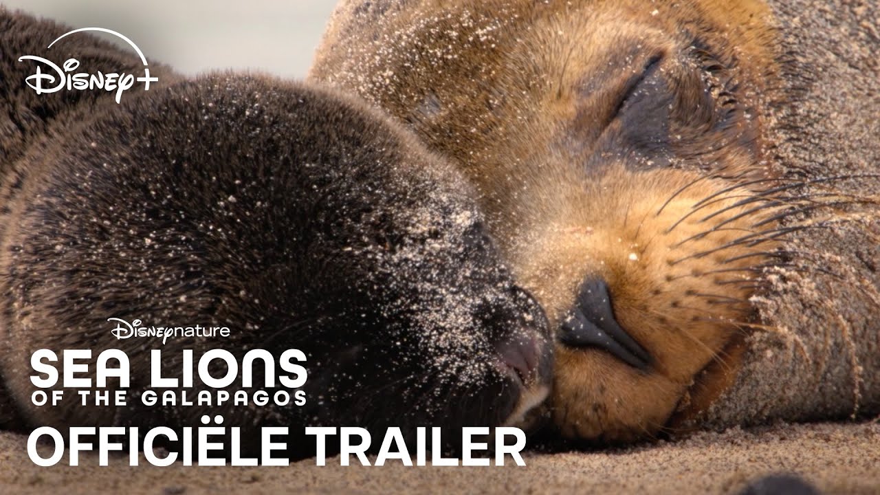 Disneynature&rsquo;s Sea Lions of the Gal&aacute;pagos | Offici&euml;le Trailer | Disney+