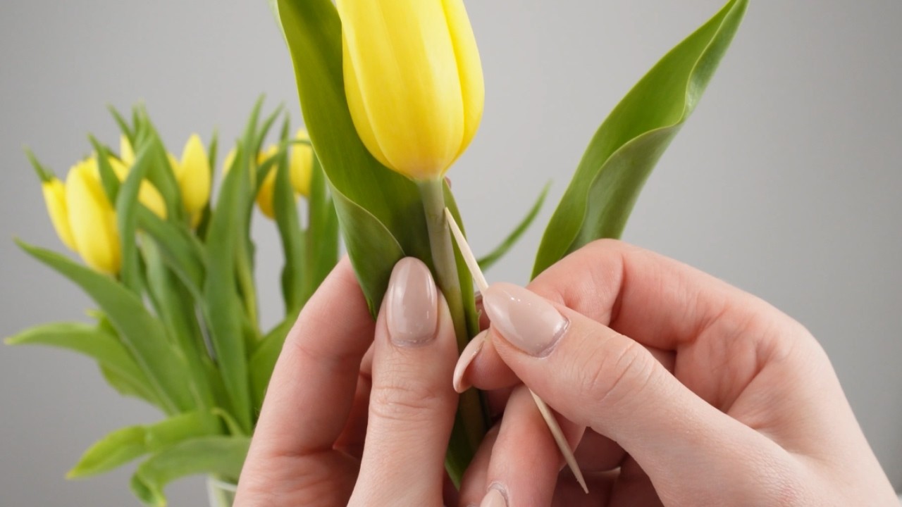 Put a Toothpick in Your Flowers! (The Result Will Surprise You)
