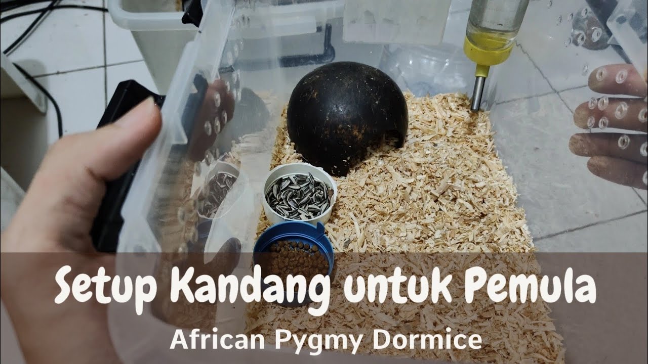 Setup Kandang Dormice untuk Pemula | African Pygmy Dormice #18