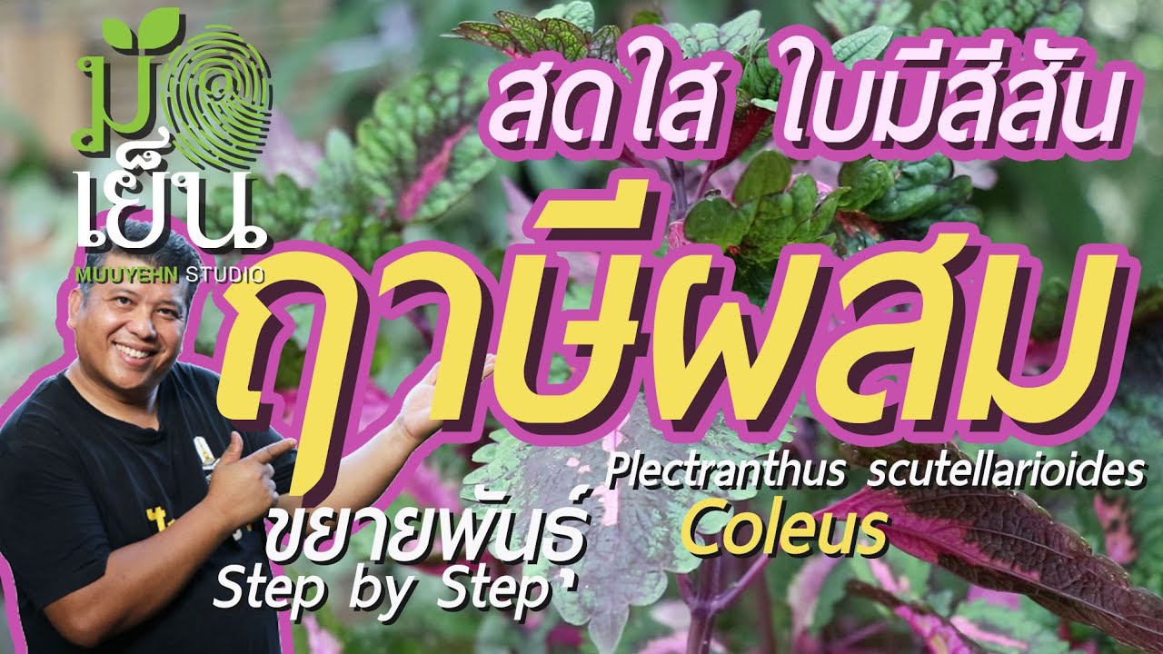 ฤาษีผสม สวนสดใส ด้วยใบมีสีสัน ไม้ริมหน้าต่าง รับแสงอรุณ Coleus  Plectranthus scutellarioides
