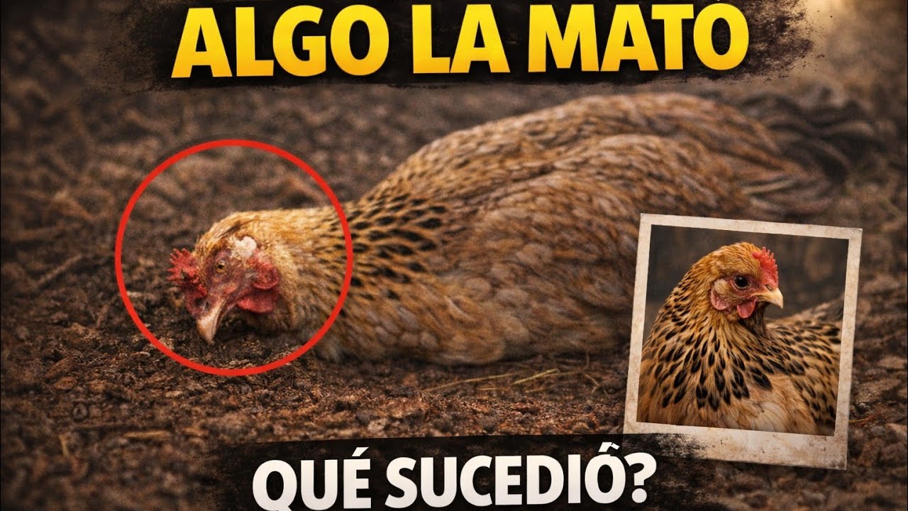 Perdimos una de las gallinas más valiosas 😔 | Lo que encontramos nos dejó en shock