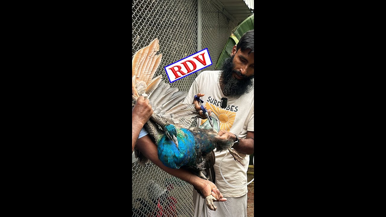 RDV টিকা ! #farming #chicken #poultry #Peacock #animals